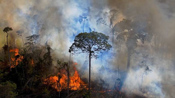 Queimada na Amazônia cresce 286% apenas em fevereiro